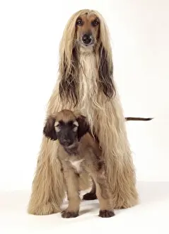 Hairstyles Prints: Afghan Hound Dog and Puppy inbetween legs