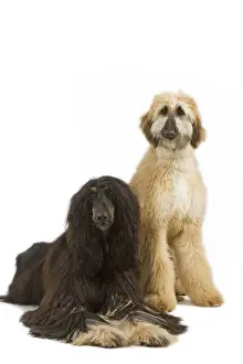 Afghans Prints: Afghan Hounds. Also know as Tazi