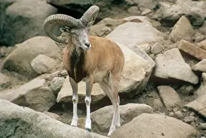 Sheep Prints: Afghan Urial Sheep - male