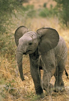 Images Dated 3rd March 2009: Africa. African elephant, loxodonta africana