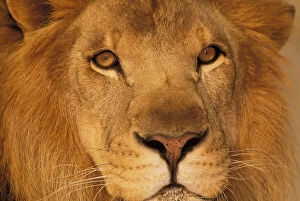 Africa. African male lion, or panthera leo