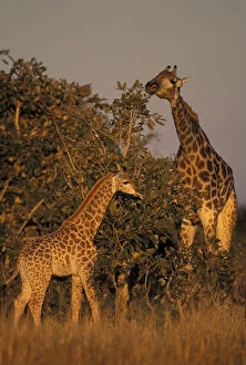 Africa, Botswana, Chobe National Park, Adult