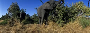 Africa, Botswana, Chobe National Park, Elephants