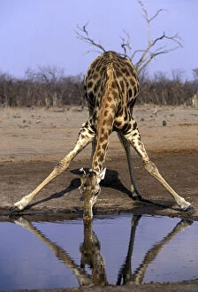 Africa, Botswana, Chobe National Park, Giraffe
