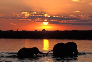 Africa, Botswana, Chobe National Park, Herd