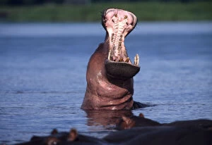 Africa. Botswana. Chobe National Park. Hippo