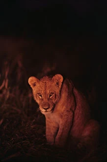 Africa, Botswana, Chobe National Park, Lion