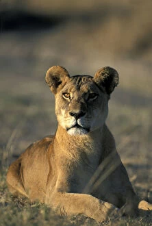 Africa, Botswana, Chobe National park, Lioness