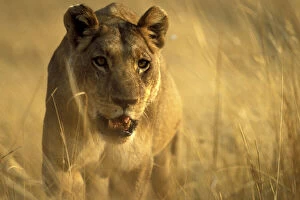 Africa, Botswana, Moremi Game Reserve, Lioness