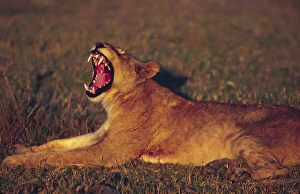 Yawning Gallery: Africa, Botswana, Moremi Wildlife Reserve