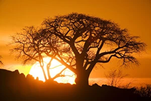 Baobab Gallery: Africa, Botswana, Setting sun silhouettes