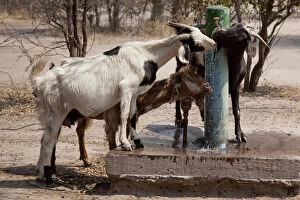 Images Dated 27th June 2011: Africa, Botswana, Western Kalahari Desert