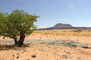 Africa - Damaraland, tree and dry grasses
