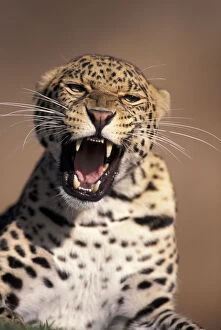 Africa, East Africa. African Leopard (Panthera)