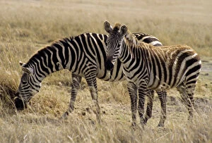 Images Dated 16th May 2012: Africa, East Africa, Tanzania, Ngorongoro