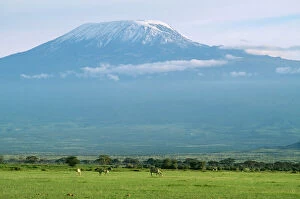 Savannah Collection: Africa FL 2010 Mount Kilimanjaro & Zebra Amboseli National Park Kenya, Tanzania