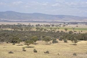 Images Dated 20th July 2008: Africa - Kenay - Lewa Conservancy
