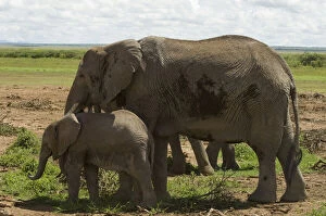 Images Dated 27th January 2010: Africa, Kenya, Amboseli National Park, elephant