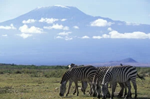 Amboseli Gallery: Africa, Kenya, Amboseli National Park, Herd