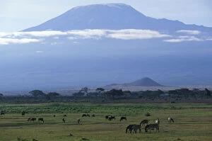 Amboseli Gallery: Africa, Kenya, Amboseli National Park, Morning
