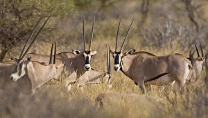 Africa. Kenya. Beisa Oryx antelopes at Samburu