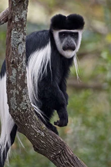 Images Dated 20th May 2009: Africa. Kenya. A Black-and-White Colobus
