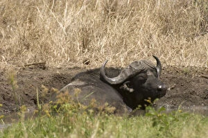 Africa, Kenya, Cape Buffalo laying in