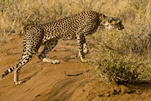 Samburu Gallery: Africa. Kenya. Cheetah hunting at Samburu