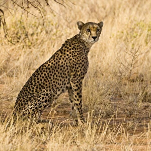 Images Dated 20th May 2009: Africa. Kenya. Cheetah hunting at Samburu