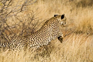 Images Dated 20th May 2009: Africa. Kenya. Cheetah hunting at Samburu