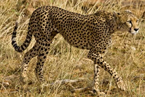 Images Dated 20th May 2009: Africa. Kenya. Cheetah at Samburu NP