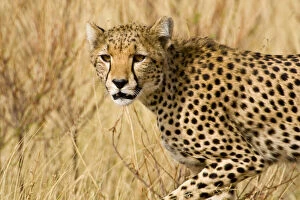 Images Dated 20th May 2009: Africa. Kenya. Cheetah at Samburu NP