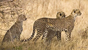 Images Dated 20th May 2009: Africa. Kenya. Cheetahs hunting at Samburu