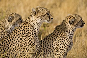 Images Dated 20th May 2009: Africa. Kenya. Cheetahs hunting at Samburu