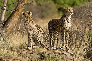 Images Dated 20th May 2009: Africa. Kenya. Cheetahs at Samburu NP