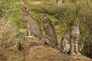 Images Dated 20th May 2009: Africa. Kenya. Cheetahs at Samburu NP