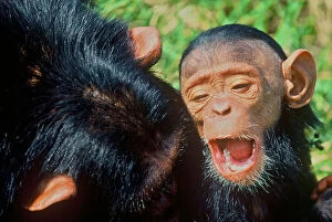 Chimpanzee Gallery: Africa, Kenya, chimpanzee, captive