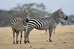Images Dated 20th May 2009: Africa. Kenya. Common or Burchell's Zebras