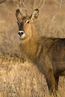 Images Dated 20th May 2009: Africa. Kenya. Common Waterbuck female at