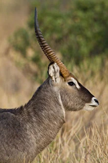 Images Dated 20th May 2009: Africa. Kenya. Common Waterbuck male at