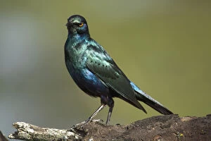 Images Dated 20th May 2009: Africa. Kenya. Greater Blue-eared Starling