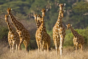 Camelopardalis Gallery: Africa. Kenya. Herd of Reticulated Giraffes