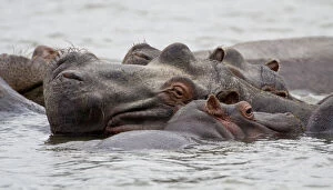 Africa. Kenya. Hippos at Lake Naivasha