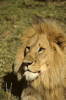 Africa, Kenya, Maasai Mara. Adult male lion