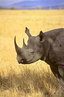 Africa, Kenya, Maasai Mara. A black rhino