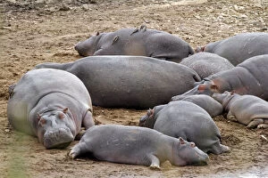 Africa, Kenya, Maasai Mara. Hippos resting