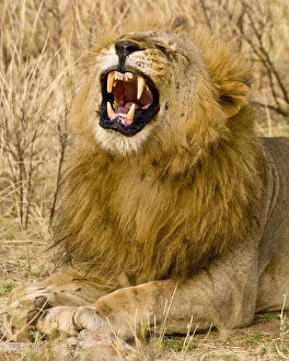 Africa. Kenya. Male Lion yawns at Samburu