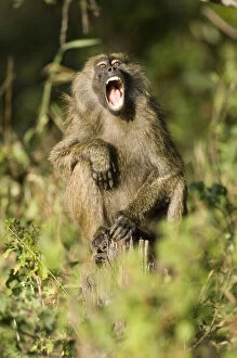 Baboon Gallery: Africa, Kenya, Masai Mara, baboon howling