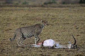Africa, Kenya, Masai Mara. Cheetah (Acinonyx)