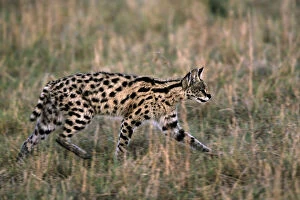 Africa, Kenya, Masai Mara. A serval (Leptailurus)